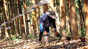 ข่าวสารยางพารา